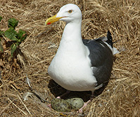 Seagull Egg Nest Anacapa Island photo