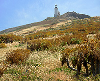 Anacapa Island Lighthouse chaparal photo