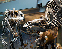 Allosaur and Stegasaur Fight Skeletons LA  Museum photo