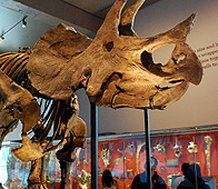Tricerotops at LA Natrual History Museum photo