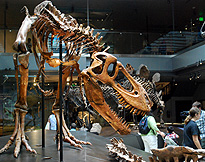 Juvenile T Rex at NHM photo