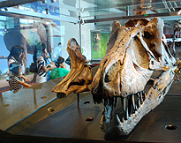 Trex skull at NHM Dinosaur Hall photo