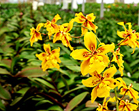 Blossoming Orchid photo