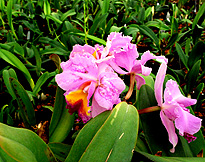 Orchid Blossam Gublers Greenhouse photo