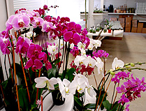 Gublers Orchids Showroom photo