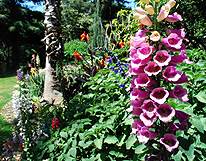 Sceret Garden Bllom South African photo