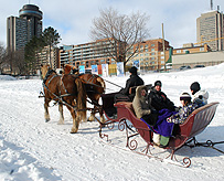 Quebec carnivale horse sleigh photo