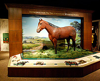 American Quarter Horse Story photo