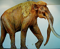 Waco Columbian Mammoth Illustration