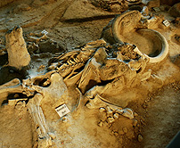 Mammoth Fossel Bones Waco Site photo