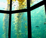 Sea life exhibit Monterey Bay Aquarium travel destination photo