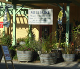 Wine Tasting tour Milliare Winery photo
