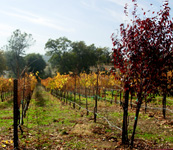 Calaveras Sierra wine tasting tours photo