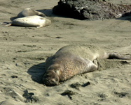 Elepahnat Seal Rookery photo