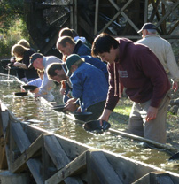 Ironsone wine vinyards murphys gold panning photo