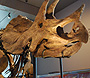 Dinosaur at Los Angeles  Museum photo