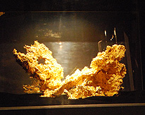 Gold Nugget Mriposa photo