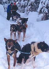 Canadian Huskys Sun Paeks photo