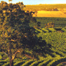 Budget Travel Wine Tasting photo
