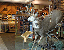 Scheels Sporting Deer Hunting photo