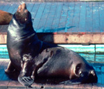 Best budget hotel value on Fisherman's Wharf photo