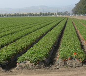 Strawberry Agriculture Fields Oxnard photo