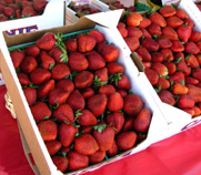 Festival Ripe Strawberries photo
