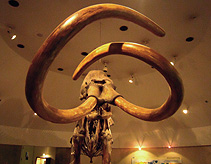 Mammoth Skeleton Tuusks Page Museum photo