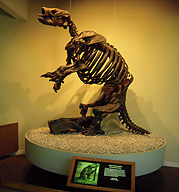 Sloth Skeleton Page Museum photo