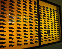 Dire Wolf Skulls Wall Tar Pits Museum photo