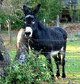 Mark Twain jackass photo