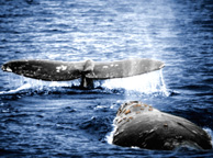 Whales migrate north along the California coast photo